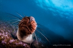 Kissed by a Seal