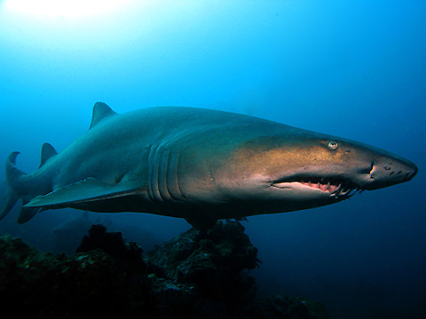 A Grey Nurse Sharkup close, Julian Rocks, Byron Bay. Photo by Ryan Pedlow.