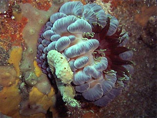 Anemone