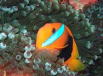 Anemone fish