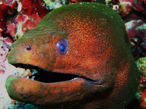 Moray Eel