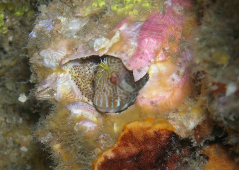 Swansea Blenny