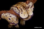 1 Nudibranch