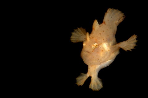 Juvenile Sargassum