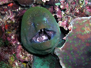 Moray - Open Wide!