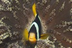 Maldives Anemonefish