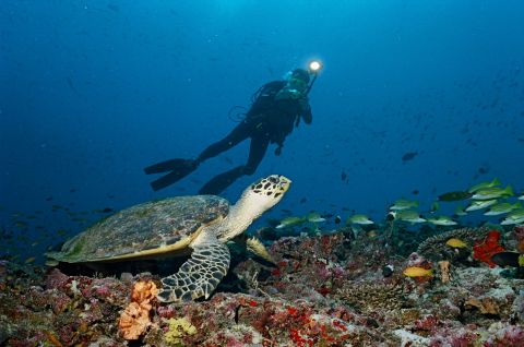 Turtle posing for another photo