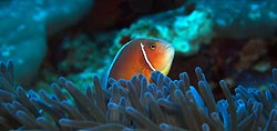 Pink Anemonefish, Oro, Papua New Guinea