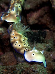 Risbecia tryoni, Oro, Papua New Guinea