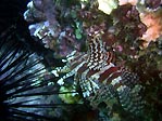 Lionfish at Julian Rocks, Byron Bay