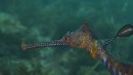 Weedy Sea Dragon