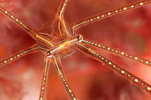 Sea Spider portrait