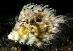 Leafy Filefish