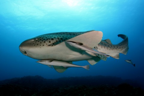 Leopard Shark