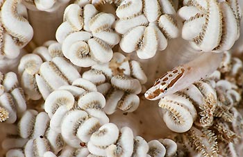 WINNER - NEVILLE COLEMAN AWARD - Matthew Tworkowski - 5 day dive package at Lembeh Hills Resort for ONE