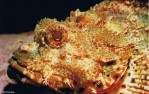 Scorpionfish