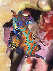 A Mandarinfish couple mating, Milne Bay, Papua New Guinea