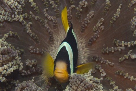 Maldives Anemonefish