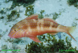 Blue lined Goatfish