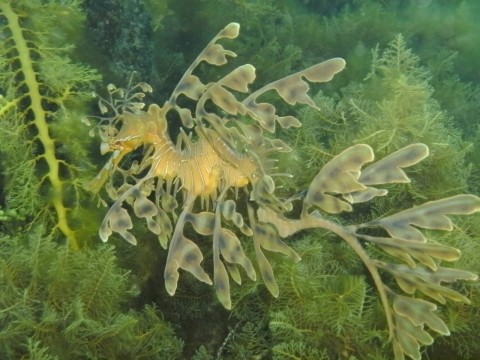 Leafy Seadragon