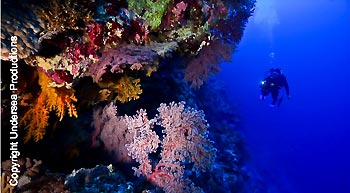 Immersed in Coral Sea Beauty. Copyright Undersea Productions