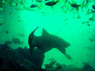 Grey Nurse Shark