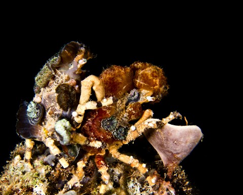 Decorator crab couple