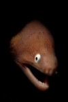 Mysterious Moray