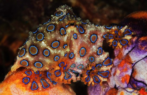 Blue Ringed Octopus