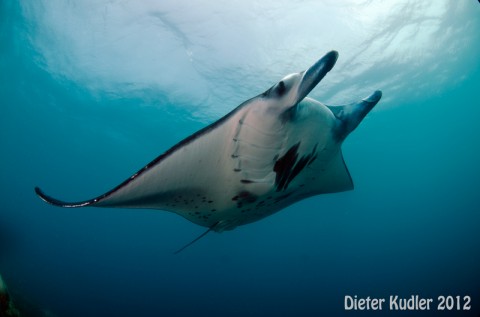 Manta in Yap