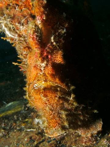 A Painted Frogfish - A Face Only a Mother Could Love