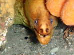 Moray Eel