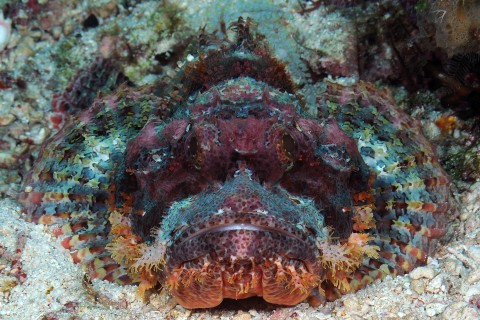 Tasseled Scorpion Fish