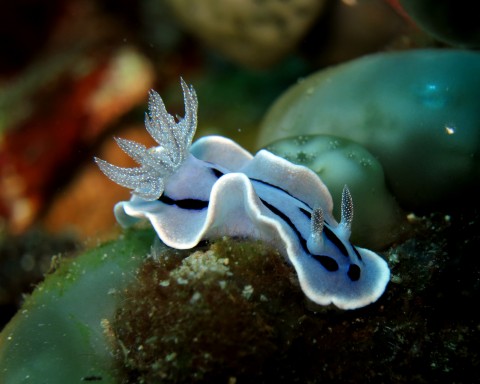 Chromodoris willani