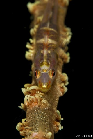 Goby