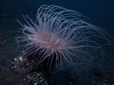 Tube Anemone