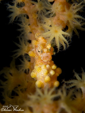 Seahorse in Anilao Paradise