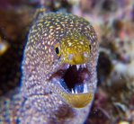 Moray