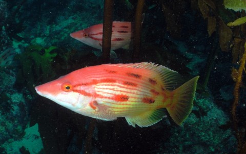 Pigfish