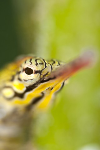 Pipefish Portrait