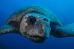 loggerhead