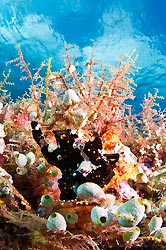 Spot this Frogfish. By Warren Baverstock