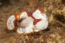 Harlequin Frogfish. By Saskia van Wijk