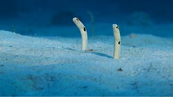 Garden Eels