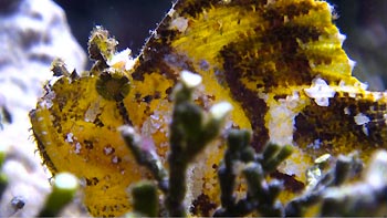 A Leaf Scorpionfish