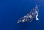 Minke Whale