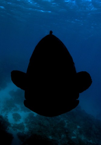 Potato Cod Silhouette