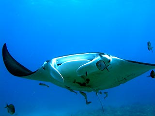 Manta Ray