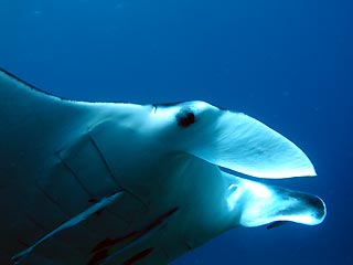 Manta Ray close