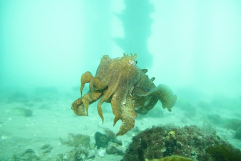 Portsea Cuttle